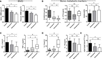 The Imbalance of Cytokines and Lower Levels of Tregs in Elderly Male Primary Osteoporosis